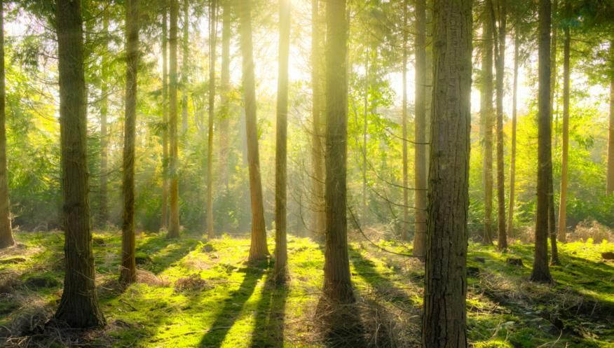 Hasta P&uacute;blica - Aliena&ccedil;&atilde;o de Resina 2025