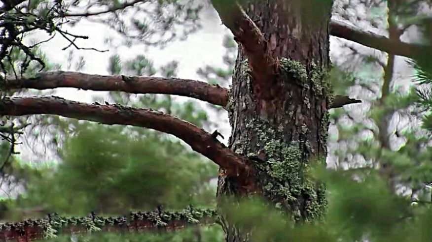 Hasta P&uacute;blica - Aliena&ccedil;&atilde;o de Resina 2026