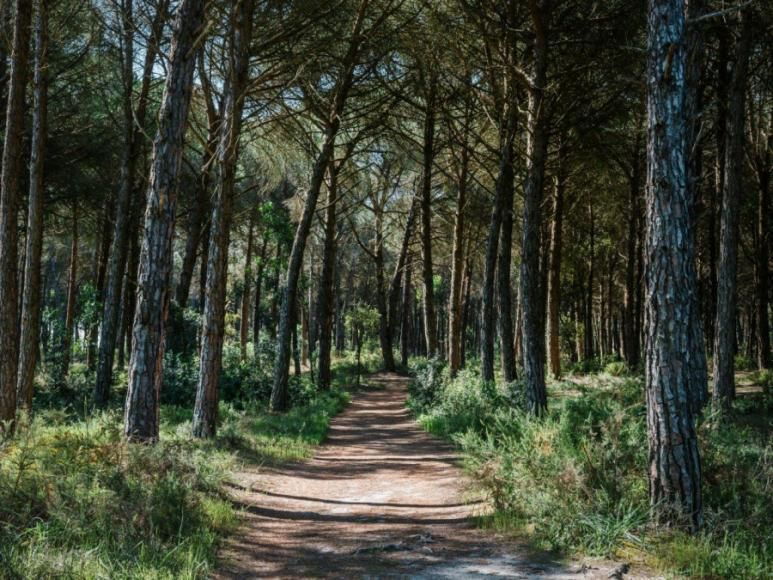 Hasta P&uacute;blica - Aliena&ccedil;&atilde;o de Resina 2023